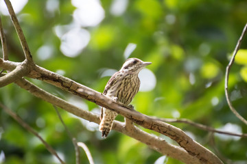 Pygmy woodpecker find the insect