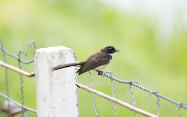 Malaysian pied fantail