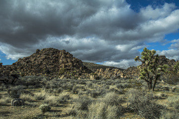 Desert Overlook, Joshua Tree National Park