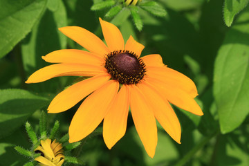 black-eyed susan flower