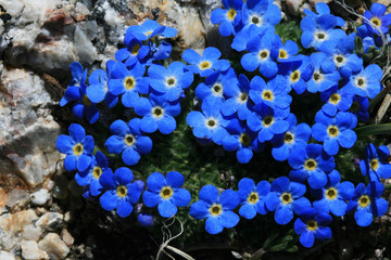 alpine forget-me-not flowers