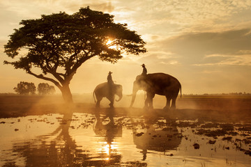 Die Elefanten, die unter einem großen Baum in der Silhouette spazieren, Thailand © patchiya