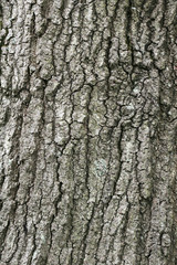 large oak tree bark