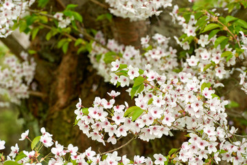 cherry tree blossoms in april