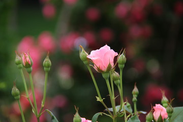 a pink rose in full bloom