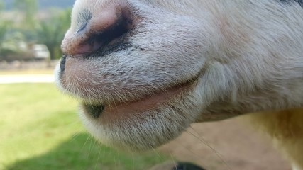 sheep mouth