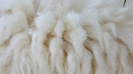 fur texture or fur texture background
