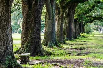Rows of old southern oak trees with bench in New Orleans park