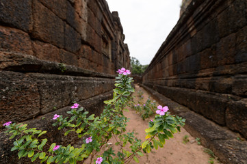 plants in monuments ruins 
