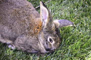 Cute Bunny Rabbit in the Grass