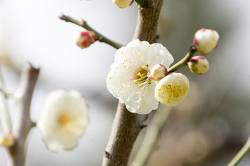 梅　花　日本