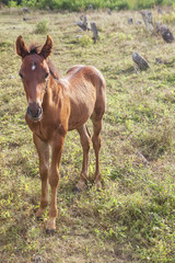 young brown foal