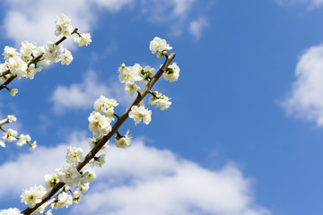 梅　花　日本