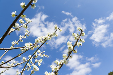 梅　花　日本