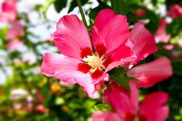 Hibiskus pink rosa © R