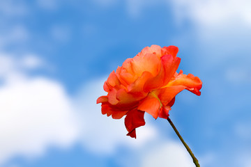 Rose orange gelb Himmel blau