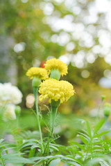 Marigold on plant