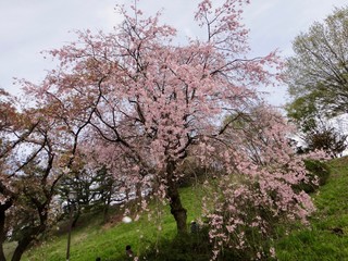 Fototapeta premium 枝垂れ桜