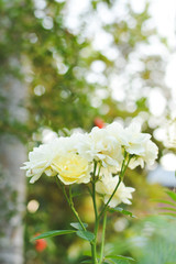 Cose up yellow rose on tree in garden