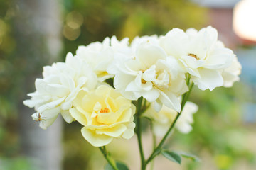 Obraz premium Cose up yellow rose on tree in garden