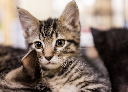 Closeup portrait of small tabby kitten looking forward cuddling siblings