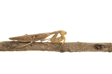 Image of brown mantis on white background. Insect.