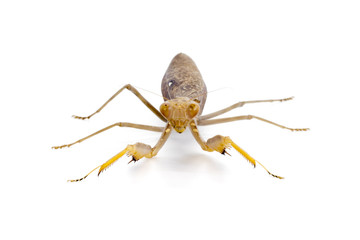 Image of brown mantis on white background. Insect.