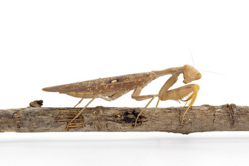 Image of brown mantis on white background. Insect.