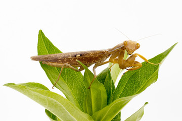 Image of brown mantis on nature background. Insect.