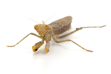 Image of brown mantis on white background. Insect.