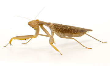 Image of brown mantis on white background. Insect.