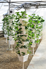 Strawberry plant tower