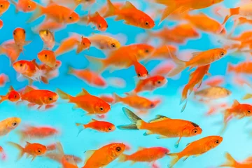 Fotobehang Many small goldfish swimming in aquarium © Kristina Blokhin