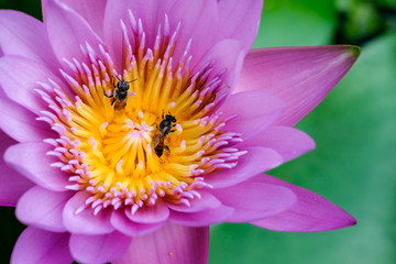 Close-up flower. A beautiful purple waterlily or lotus flower