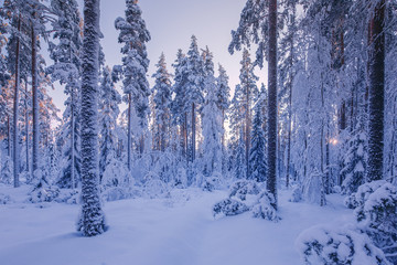 winter forest landscape, Russia