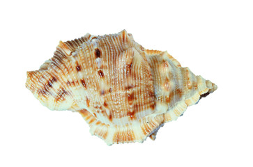 isolated sea shell