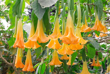The angels trumpet flower © Shinonome Studio