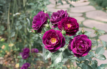 The purple rose