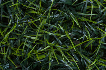 Blades of grass background