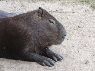 The capybara