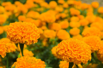  Marigolds in the garden bloom yellow gold. For use are background