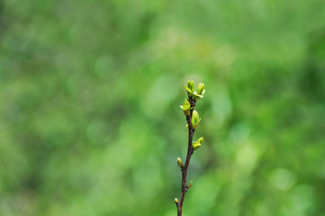 spring bud on tree twig