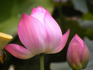 Lotus flower. Bloom blossom and botany.