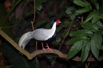 Bird (Siamese fireback Diard fireback) Bird of Thailand.