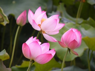 Obraz premium Lotus pink.
