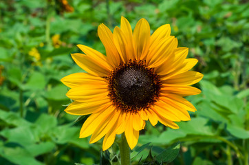 Sunflowers bloom in garden. Colorful yellow beautiful.
