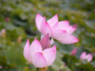 Lotus flower plants.