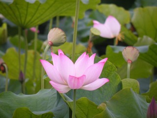 Close up view blooming pink lotus flower blossom.