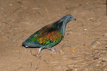 Colorful Nicobar Pigeon strolling down the pavement, side view seen from above, facing right, Thailand.