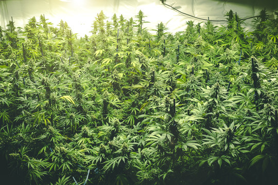 Background of Thick Cannabis Plants Growing Indoor with Big Marijuana Buds and Stylized Filter